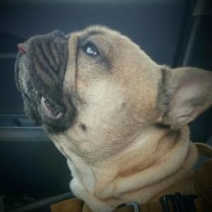 Meet your Posher, Peter